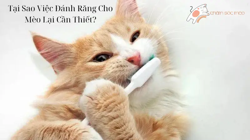 Tại Sao Việc Đánh Răng Cho Mèo Lại Cần Thiết?