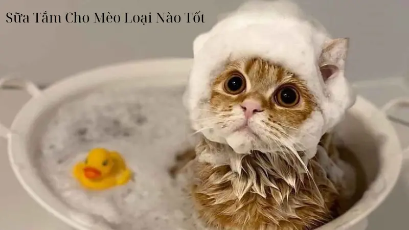 Sữa Tắm Cho Mèo Loại Nào Tốt