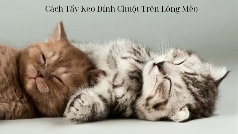 Cách Tẩy Keo Dính Chuột Trên Lông Mèo