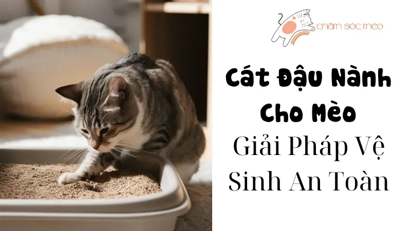 Cát Đậu Nành Cho Mèo: Giải Pháp Vệ Sinh An Toàn