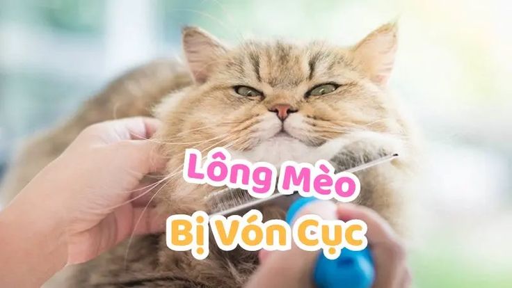 Tại Sao Lông Mèo Bị Vón Cục Và Cách Phòng Ngừa Tốt Nhất