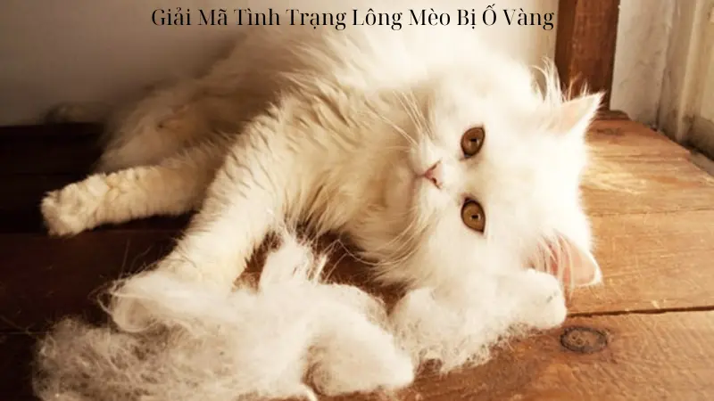 Giải Mã Tình Trạng Lông Mèo Bị Ố Vàng