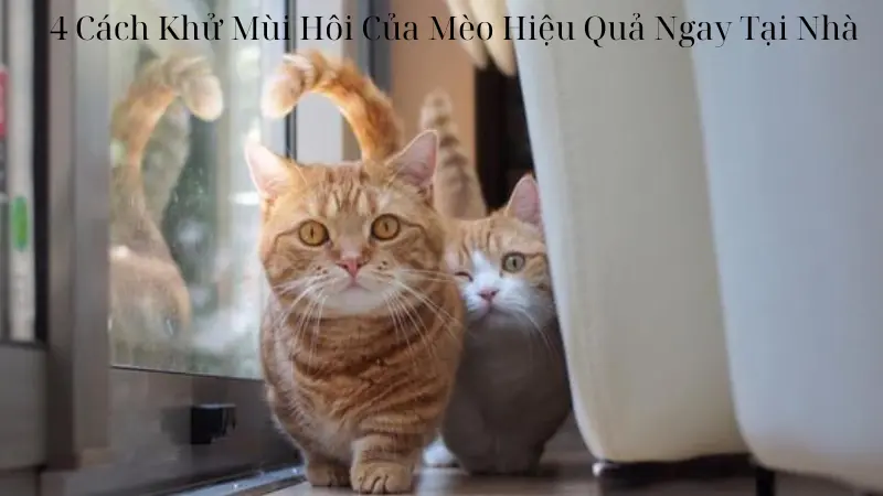 4 Cách Khử Mùi Hôi Của Mèo Hiệu Quả Ngay Tại Nhà