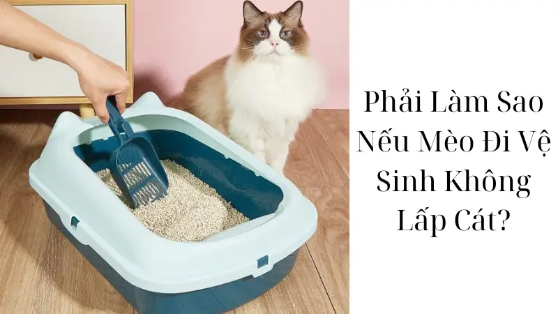 Phải Làm Sao Nếu Mèo Đi Vệ Sinh Không Lấp Cát?