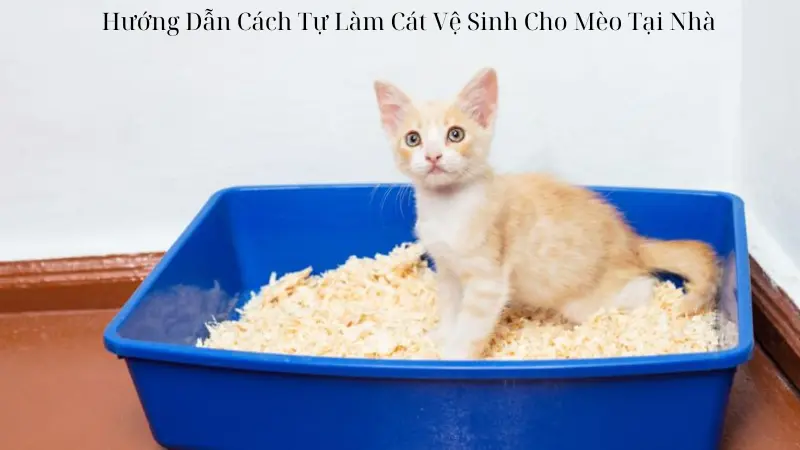 Hướng Dẫn Cách Tự Làm Cát Vệ Sinh Cho Mèo Tại Nhà